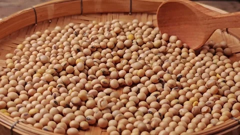 Wooden spoon are sorting out soybean grain. Stock Footage 306003965