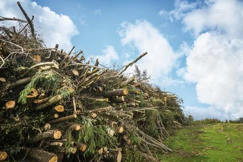 Wooden stack of pine trees on a green field Stock Photos