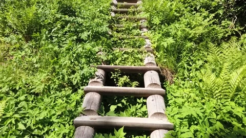 Wooden staircase in dense foliage. overgrown ladder made of wood Stock Footage