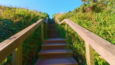 Wooden staircase path leading down through green foliage Stock Footage 340450751