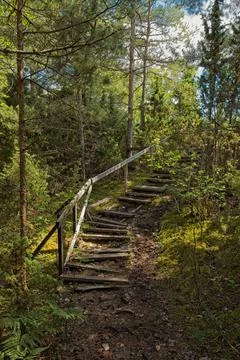 Wooden steps in forest. Foto stock