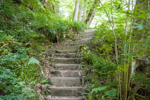 Wooden steps on a forest trail in Hackfall Wood, Yorkshire Dales Stock Photos