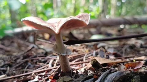Wooden Stick Pointing to Ring Structure of Lepiota Mushroom Vídeos de archivo 335945614