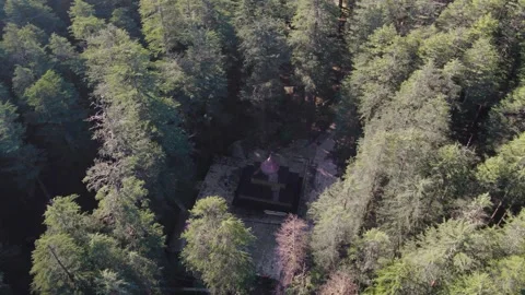 Wooden Structure Hidden in Pine Forest Symbolizing Isolation and Silence Video stock 332547810