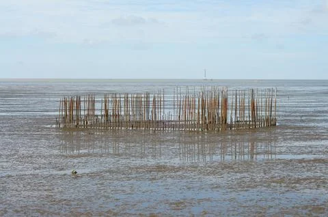 Wooden Structure on a Mudflat Stock Photos