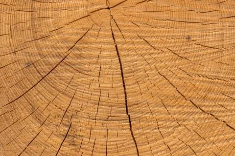 Wooden structure of a tree trunk in the middle of the forest 库存照片