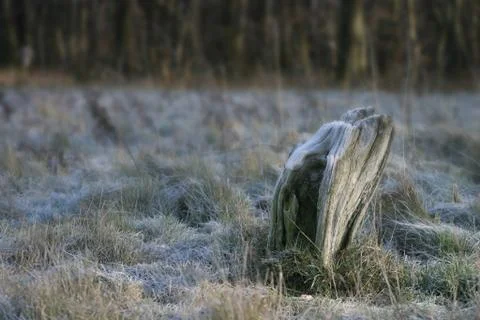 Wooden stump in white frosted grass surrounding Stock Photos