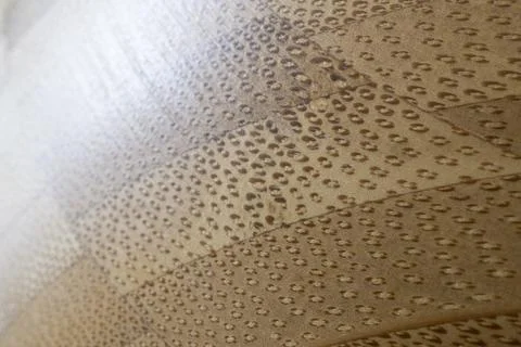 A wooden surface with a distinctive pattern of small, dark oval shapes Stock Photos
