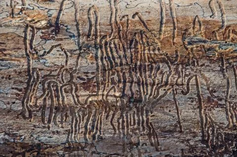 Wooden surface Stock Photos