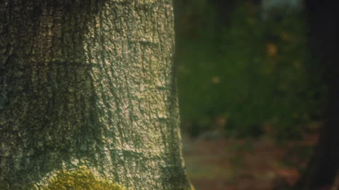 Wooden surface shows texture and color in forest during daylight hours Video stock 339498676