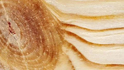 Wooden surface, structure processed with traces of knots Video stock 246851517