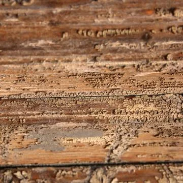 Wooden surface texture Stock Photos