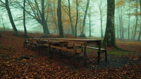 Wooden Table In The Middle Of The Woods Stock Footage 316680219