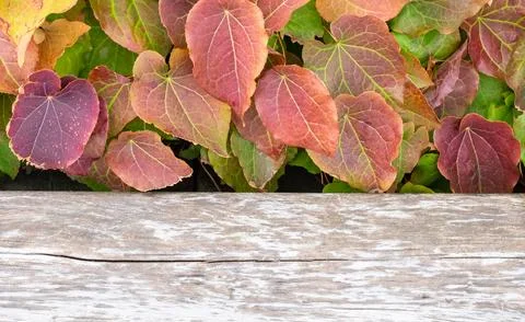 Wooden table top with spring colorful leaves as frame and free space for text Stock Photos
