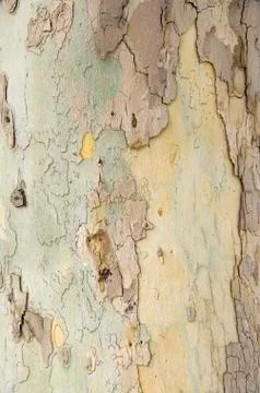 Wooden texture background, close up, tree bark Stock Photos