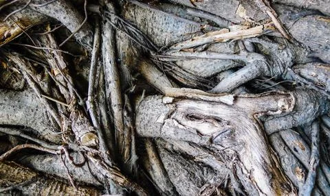 Wooden texture background close up view,tree bark,copy space Foto stock