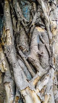 Wooden texture background close up view,tree bark,copy space Stock Photos