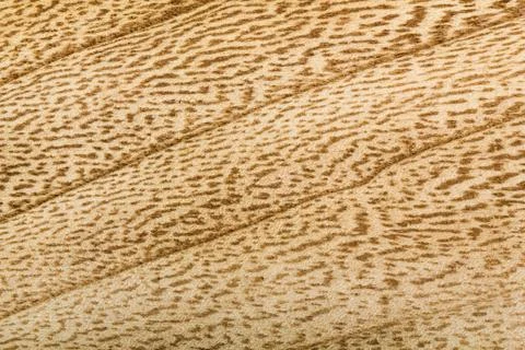 Wooden texture, background Foto stock