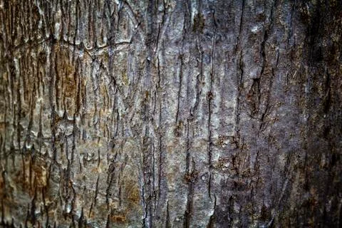 Wooden texture background Stock Photos