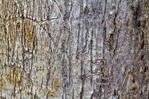 Wooden texture background Stock Photos