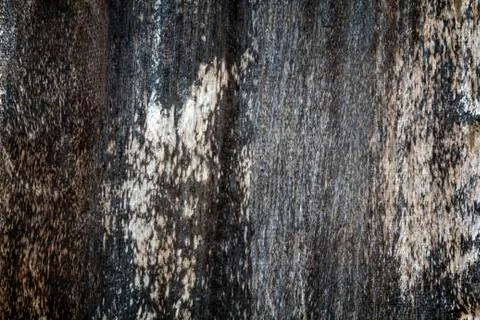 Wooden texture background Stock Photos