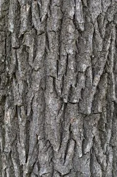 Wooden texture. Bark of tree. Background Foto stock