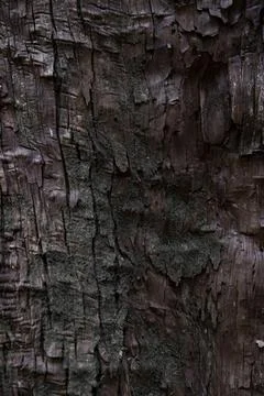 A wooden texture of cedar tree Foto stock