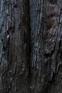 A wooden texture of cedar tree Foto stock