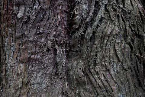 A wooden texture of cedar tree Foto stock