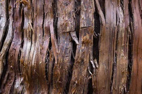 A wooden texture of cedar tree Foto stock