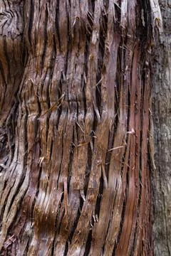 A wooden texture of cedar tree Foto stock
