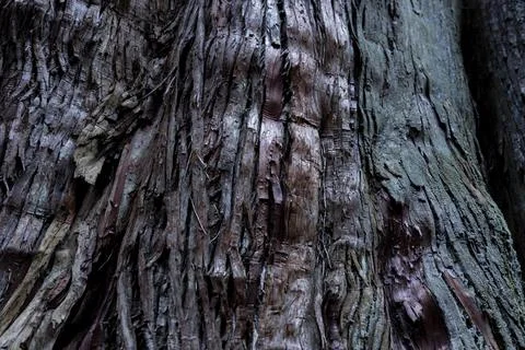 A wooden texture of cedar tree Foto stock