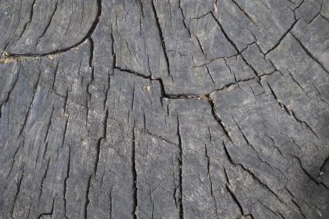 Wooden texture from cut tree trunk Stock Photos