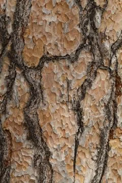Wooden texture. Macro pine tree Foto stock