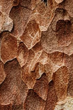 Wooden texture. Macro pine tree Stock Photos