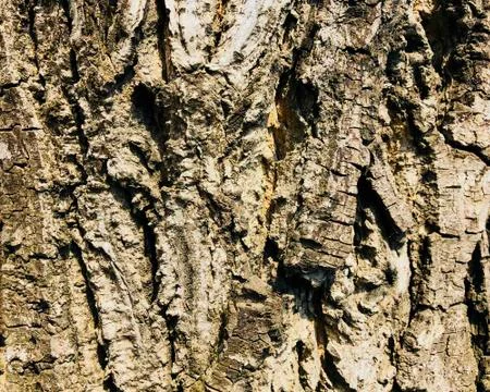 Wooden texture old aged tree cracked bumpy bark background Stock Photos