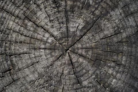 Wooden texture pattern background. . Old tree stump texture Stock Photos
