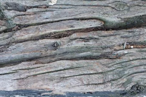 Wooden texture Stock Photos
