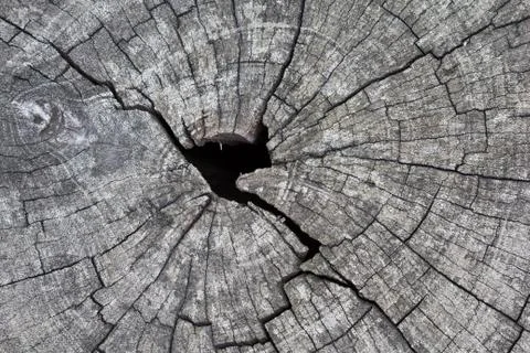Wooden texture Stock Photos