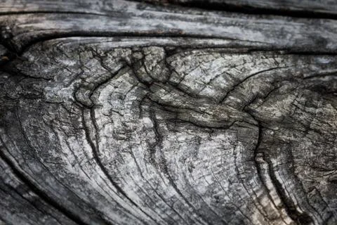 Wooden texture Stock Photos