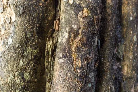 Wooden texture Stock Photos