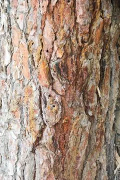 Wooden Texture 写真素材