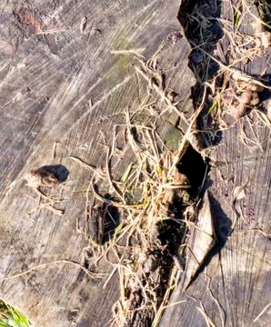 Wooden texture. Stock-Fotos