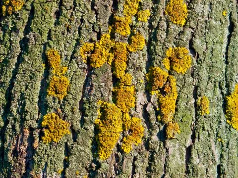 Wooden texture. Foto stock