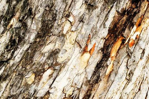 Wooden texture Stock Photos