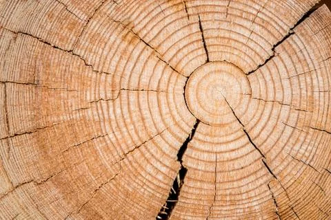 Wooden texture Stock Photos