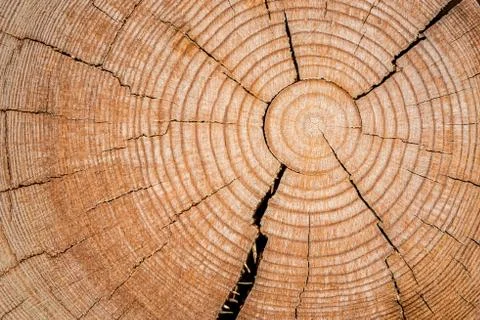 Wooden texture Stock Photos
