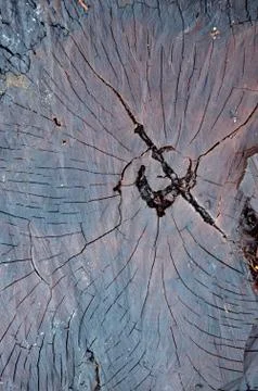 Wooden texture Photos