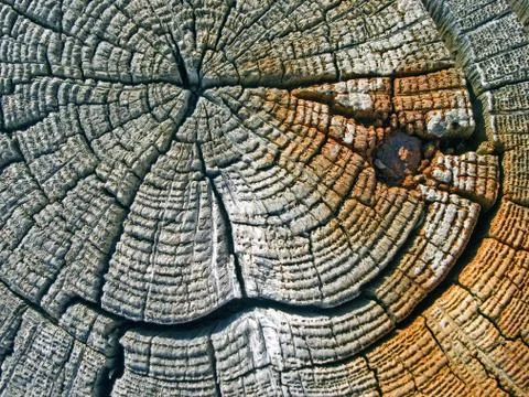 Wooden texture. Stock Photos