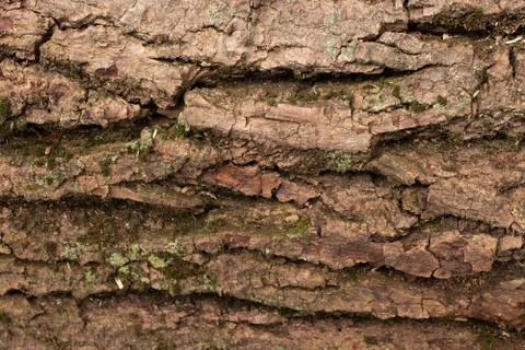 Wooden texture Foto stock